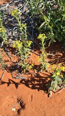 Lyperia tristis
