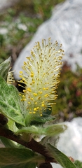 Salix commutata