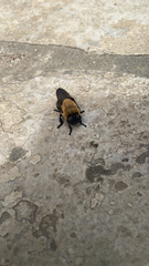 Cuterebra abdominalis