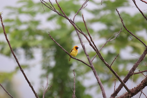 Olive-naped Weaver