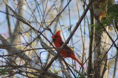 Cardinalis cardinalis mariae