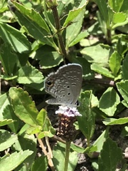 Hemiargus ceraunus