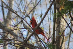Cardinalis cardinalis mariae