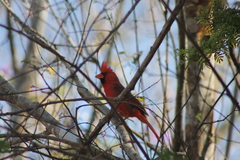 Cardinalis cardinalis mariae