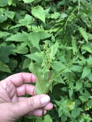 Rumex obtusifolius