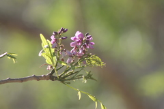 Lonchocarpus sericeus