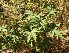 Pelargonium hispidum