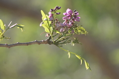 Lonchocarpus sericeus