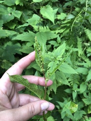 Rumex obtusifolius