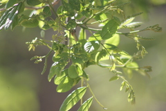 Lonchocarpus sericeus