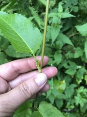 Rumex obtusifolius