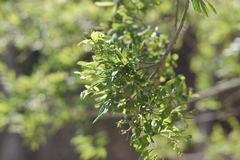 Lonchocarpus sericeus