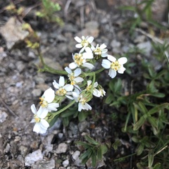 Achillea erba-rotta