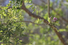 Lonchocarpus sericeus