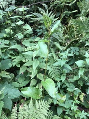 Rumex obtusifolius