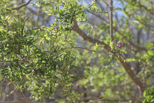 Image of Lonchocarpus sericeus by (c) Obed Palagot Echavarria, some rights reserved (CC BY-SA)