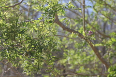 Lonchocarpus sericeus