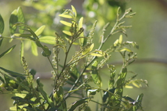 Lonchocarpus sericeus