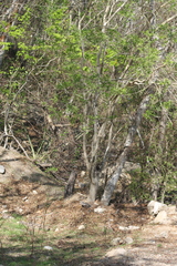 Lonchocarpus sericeus