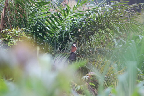 Senegal Coucal