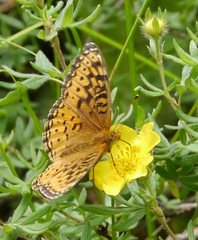 Speyeria hesperis