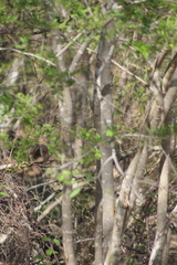 Lonchocarpus sericeus