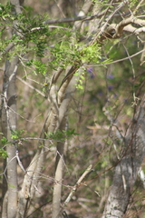 Lonchocarpus sericeus