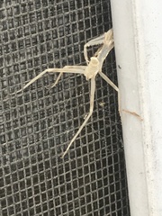 Mantodea
