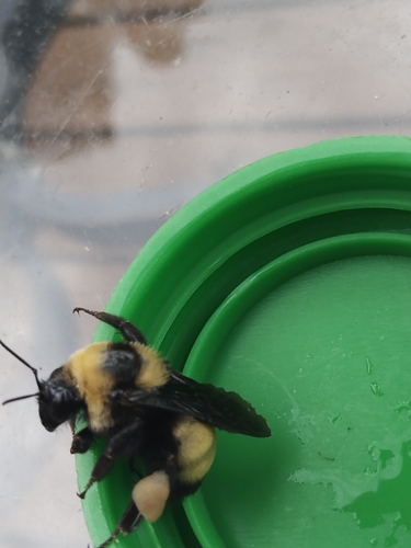 Black-and-gold Bumble Bee photo 6
