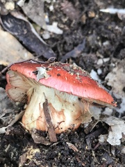 Cortinarius erythraeus