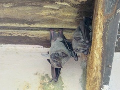 Artibeus jamaicensis