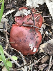 Cortinarius erythraeus