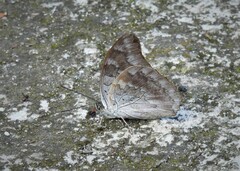 Archaeoprepona demophoon gulina