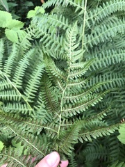 Athyrium filix-femina
