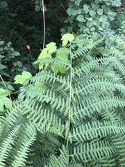 Athyrium filix-femina