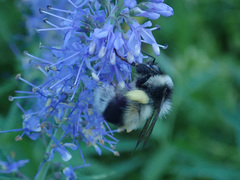 Bombus patagiatus