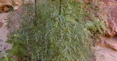 Notobubon tenuifolium