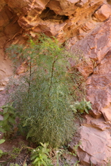 Notobubon tenuifolium