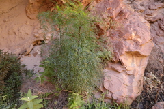 Notobubon tenuifolium