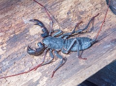 Mastigoproctus floridanus