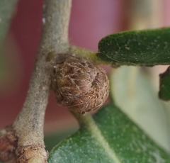 Andricus quercusfoliatus