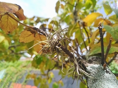 Tillandsia recurvata
