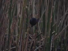 Chrysomus ruficapillus
