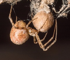 Tidarren sisyphoides