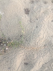 Cerithideopsis californica