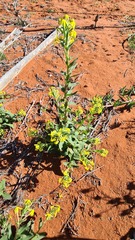 Lyperia tristis