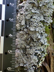 Pannaria conoplea image