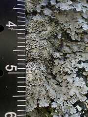 Pannaria conoplea image