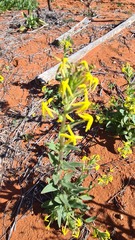 Lyperia tristis