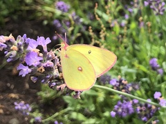 Colias interior image